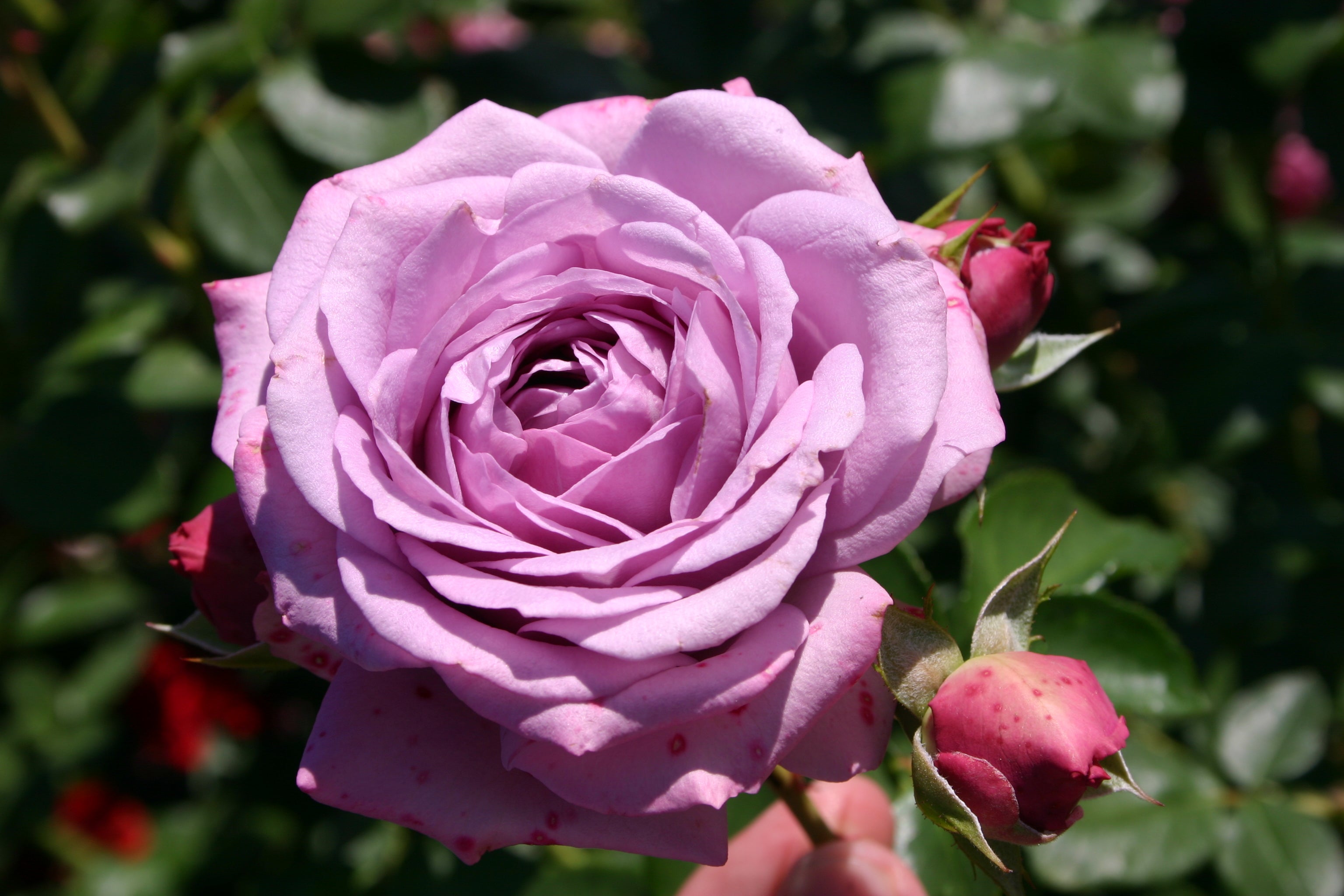 Arborose Roses Quicksilver™ Arborose® | Bare Root Mail Order Roses | Lakeview Roses