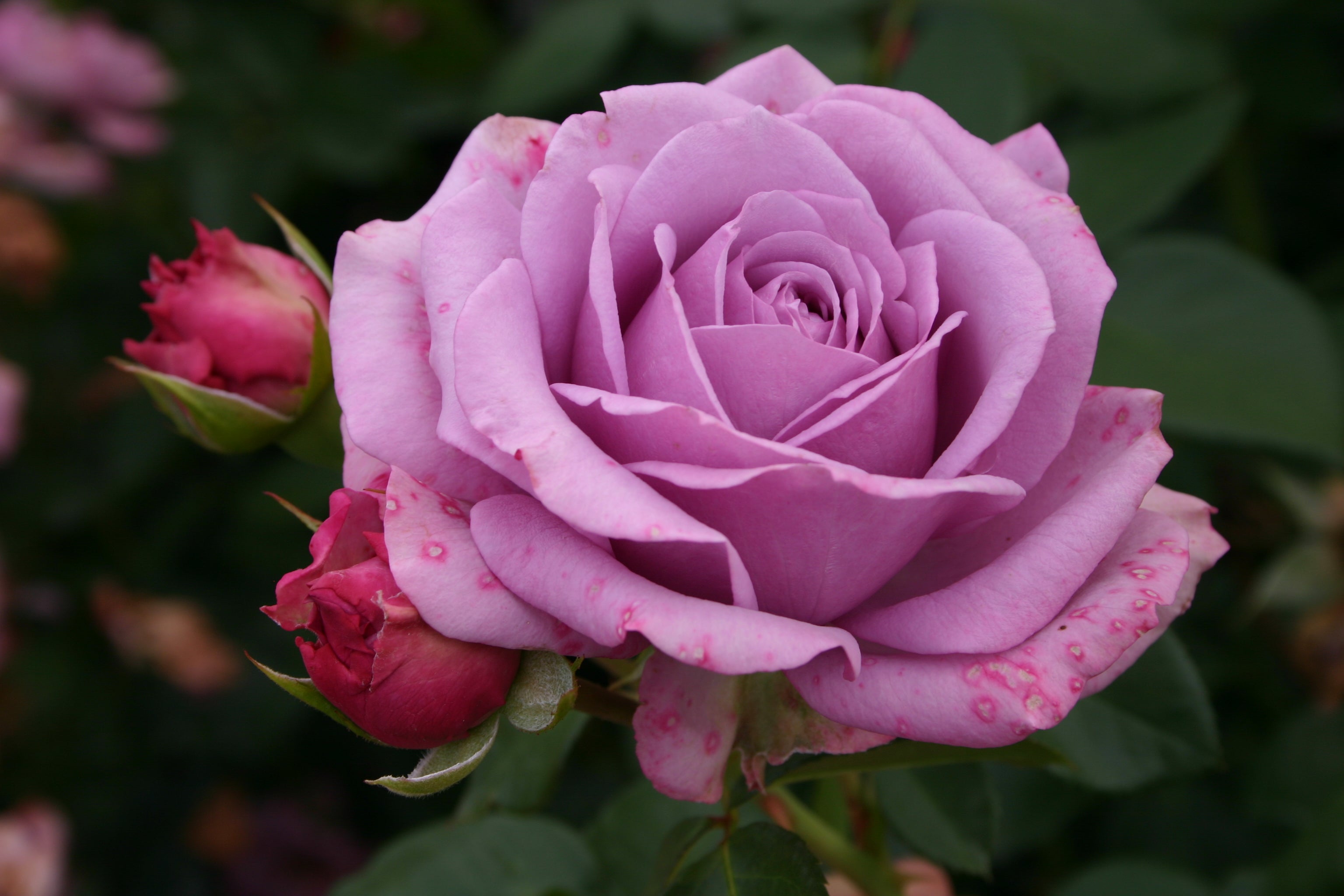 Arborose Roses Quicksilver™ Arborose® – Lakeview Roses