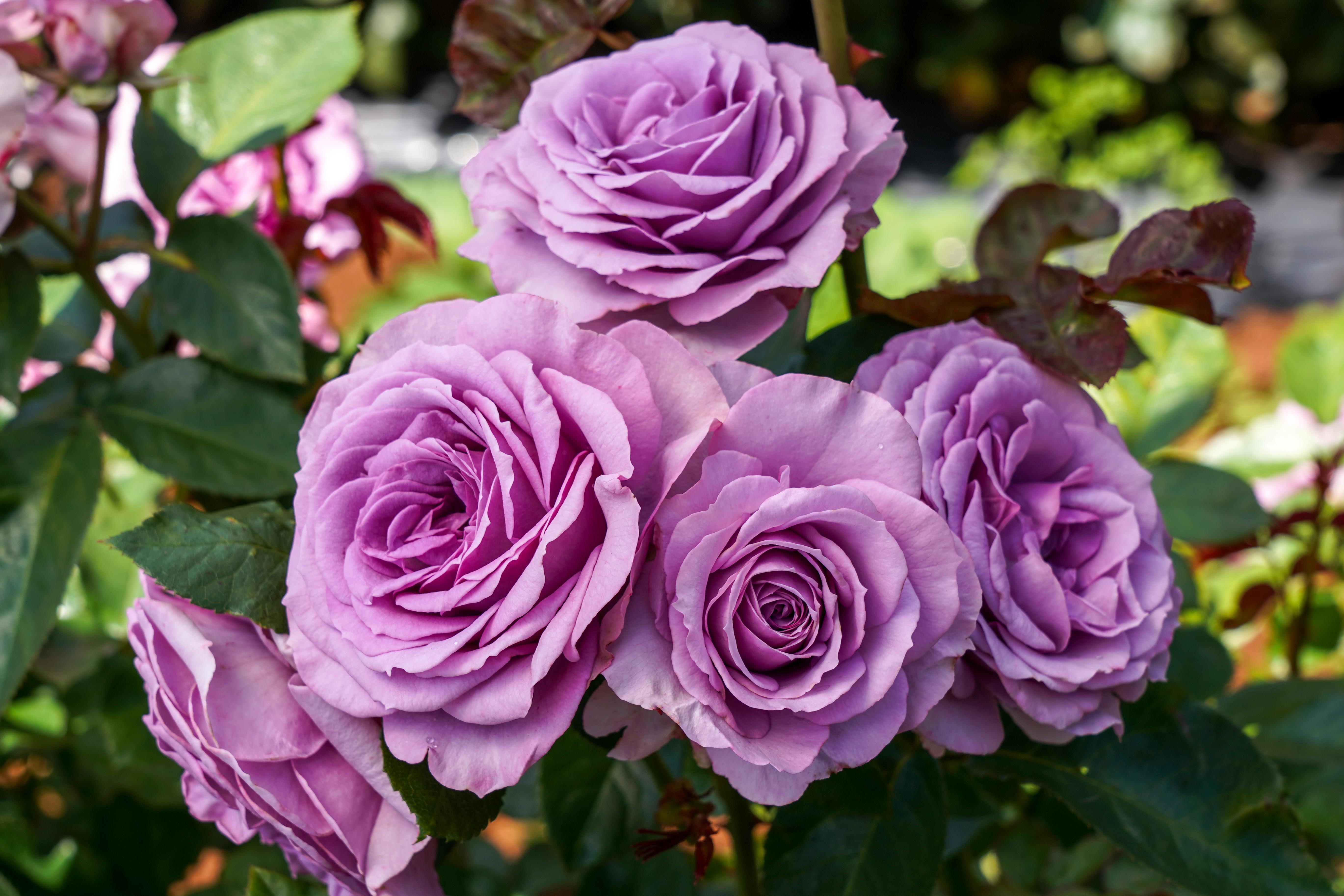 Arborose Roses Quicksilver™ Arborose® | Bare Root Mail Order Roses | Lakeview Roses