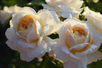 Champagne Fragrant Showpiece™