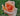 A close-up of a peach-colored rose with soft pink and orange tones, set against a blurred green garden background.