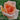 A close-up of a peach-colored rose with soft pink and orange tones, set against a blurred green garden background.