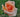 A close-up of a peach-colored rose with soft pink and orange tones, set against a blurred green garden background.