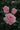 Three light pink roses in full bloom on a dark green rose bush, with one large rose in the foreground and two smaller ones behind it.