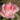 A close-up of a blooming pink rose with layered petals and green leaves against a softly blurred outdoor background.