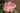 A close-up of a blooming pink rose with layered petals and green leaves against a softly blurred outdoor background.