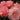 A close-up of several pink roses with layered petals, photographed outdoors against a dark blurred background.