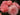 A close-up of several pink roses with layered petals, photographed outdoors against a dark blurred background.