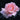 A single pale pink rose in full bloom against a very dark, near-black background.