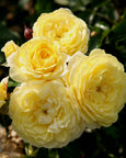 Vigorosa® Solero™