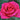 A close-up of a vibrant pink-red rose in full bloom with green foliage blurred in the background.
