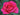 A close-up of a vibrant pink-red rose in full bloom with green foliage blurred in the background.