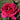 A close-up of a vibrant magenta-pink rose in full bloom, surrounded by green leaves and stems in an outdoor garden setting.