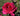 A close-up of a vibrant magenta-pink rose in full bloom, surrounded by green leaves and stems in an outdoor garden setting.