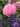 Pink rose and purple lavender flowers in a garden setting