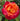 A close-up of a double-blossom rose in full bloom, featuring vibrant orange and deep red petals with green leaves and water droplets in the background.