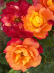 Sunbelt® Garden Flame™