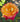 A close-up of a blooming rose with layered petals that fade from bright yellow-orange in the center to deep pink and red at the edges, surrounded by green leaves and a softly blurred outdoor background.
