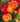 Close-up of a cluster of roses in a garden, showing blooms in orange, yellow, and deep red with green leaves and soil in the background.