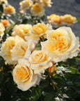 Eleganza® Sunny Sky™