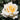 A close-up of a pale cream-yellow rose in full bloom, surrounded by dark green foliage.