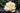 A close-up of a pale cream-yellow rose in full bloom, surrounded by dark green foliage.