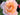 Close-up of a pink rose with a blurred background