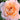 Close-up of a pink rose with a blurred background