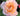Close-up of a pink rose with a blurred background
