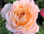 Parfuma® Sunrise