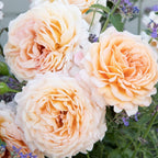 Sunrise™ Parfuma®