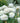 White roses with green leaves in a garden setting