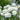 White roses with green leaves on a blurred natural background