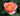 A close-up photograph of a peach-pink rose bud in bloom, surrounded by dark green foliage.
