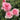 Three pink rose blooms on a rose bush with green leaves, photographed outdoors in natural light.