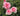 Three pink rose blooms on a rose bush with green leaves, photographed outdoors in natural light.