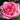 A close-up of a blooming pink rose with layered petals, surrounded by dark green leaves and a soft blurred outdoor background.