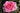 A close-up of a blooming pink rose with layered petals, surrounded by dark green leaves and a soft blurred outdoor background.