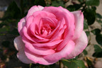 Eleganza® Sweet Beauty™