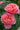 Two blooming pink rose flowers with layered ruffled petals, surrounded by dark green leaves in a garden setting.