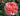 A close-up of a blooming salmon pink rose with layered petals, set against a blurred background of green leaves and other flowers.