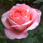 Sweet Mademoiselle™