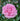 A close-up of a blooming pink rose covered with water droplets, surrounded by dark green leaves.