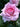 A close-up of a light pink rose in full bloom with green leaves in the background.