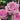 Close-up of pink roses with dew drops on their petals, surrounded by green leaves in a garden setting.