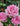 Close-up of pink roses with dew drops on their petals, surrounded by green leaves in a garden setting.
