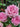 Close-up of pink roses with dew drops on their petals, surrounded by green leaves in a garden setting.