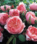 The Alnwick® Rose