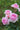Close-up of pink roses with green leaves on a blurred green background