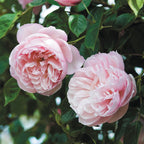 The Generous Gardener®